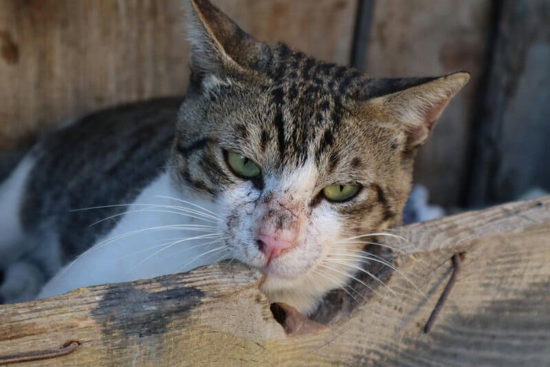 Animal Intelligence Will Blow Your Mind — 34 Incredible Facts About How Smart Pets Really Are