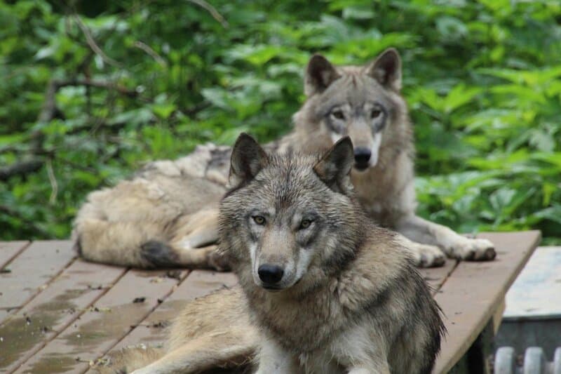 These Wild Animals Look Adorable Until They Turn on Their Owners (And It Always Happens)