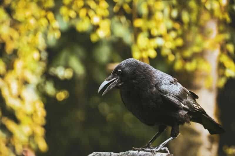 15 Groundbreaking Discoveries in Animal Behavior That Are Shaping Conservation Efforts