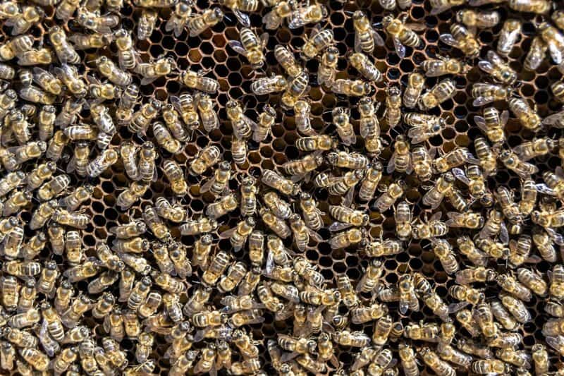 25 Animals That Could Easily Take Over the World (If They Wanted To)