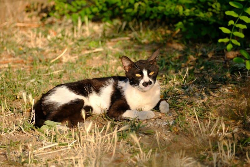 The Cat Owner&#8217;s Dilemma: 25 &#8220;Normal&#8221; Behaviors That Actually Signal Problems