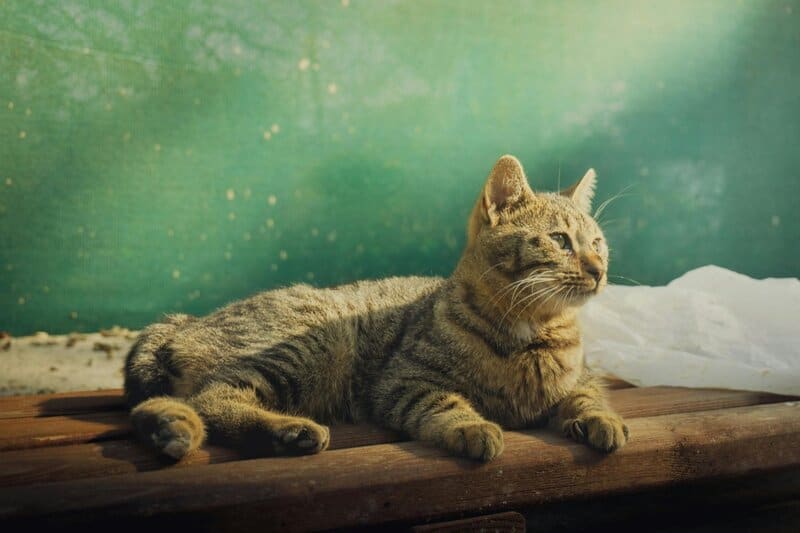 The Cat Owner&#8217;s Dilemma: 25 &#8220;Normal&#8221; Behaviors That Actually Signal Problems