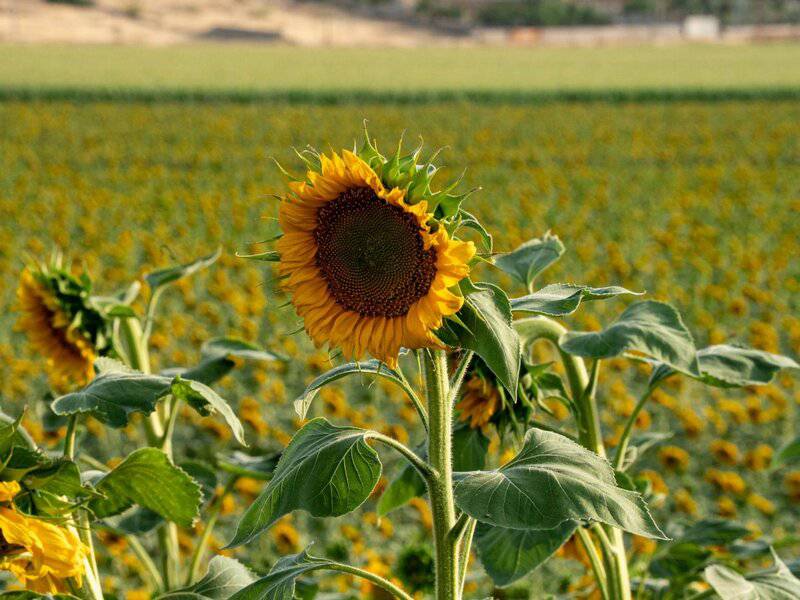 5 Surprising Ways Plants Taste Their World (Plus 22 Species That Do It Best)