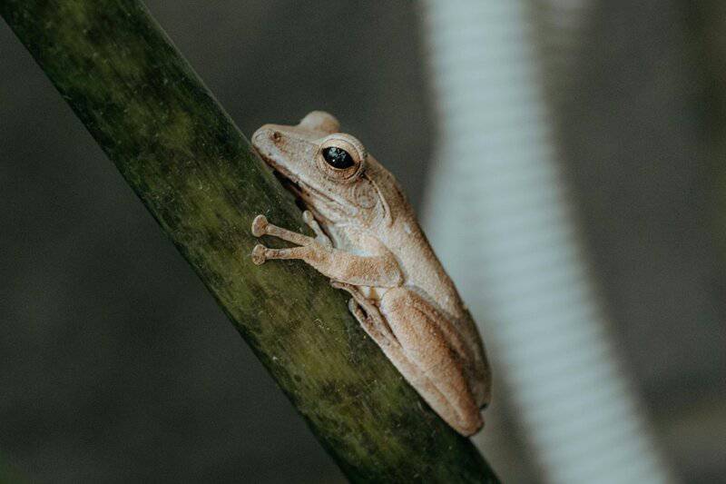 How Animals See the World — 26 Vision Secrets That Will Change Everything You Thought You Knew