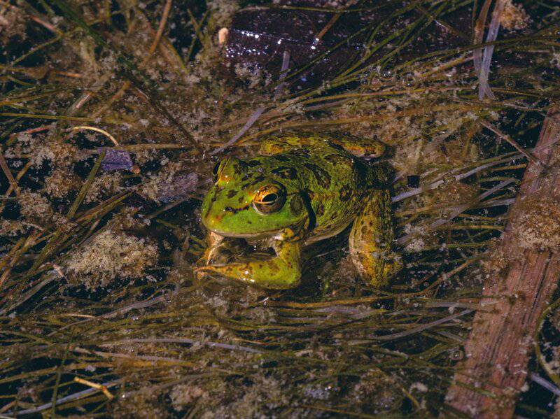 25 Incredibly Cute Miniature Animals You Can Actually Keep as Pets