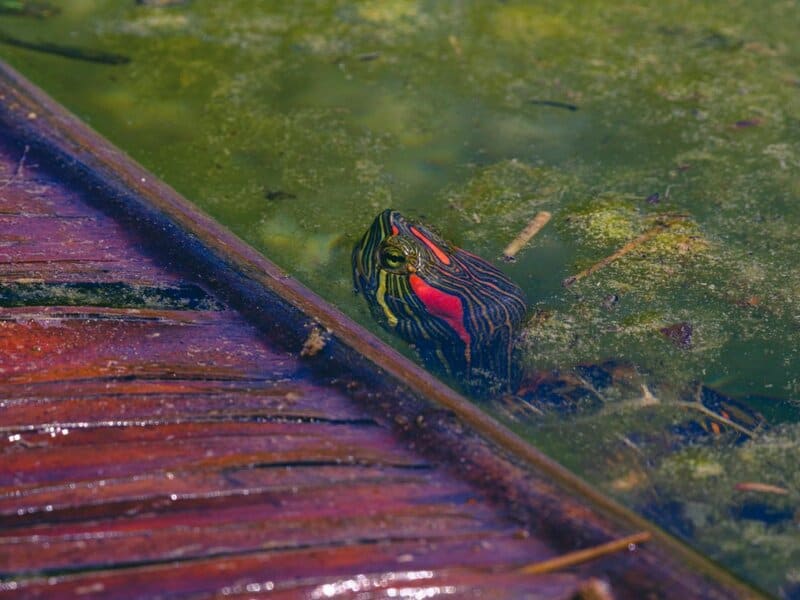 29 Animals That Can Regrow Lost Body Parts Throughout Their Lives