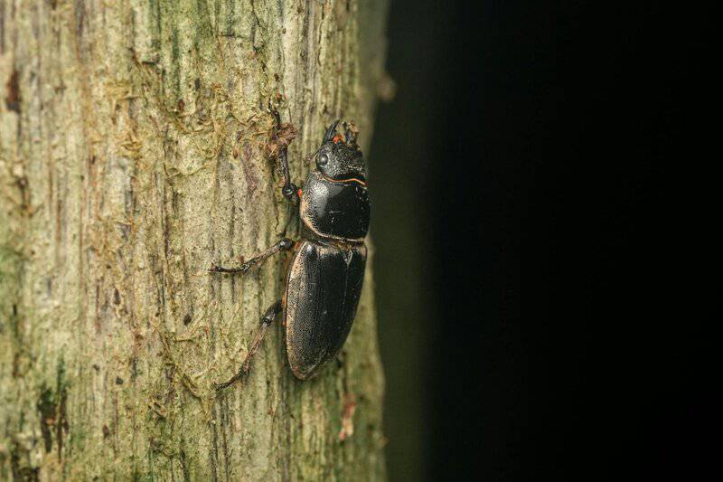 Forget Marvel—These Real Animals Have Rear Superpowers