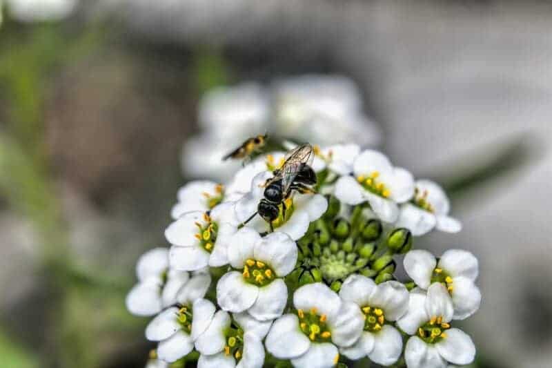 5 Surprising Ways Plants Taste Their World (Plus 22 Species That Do It Best)