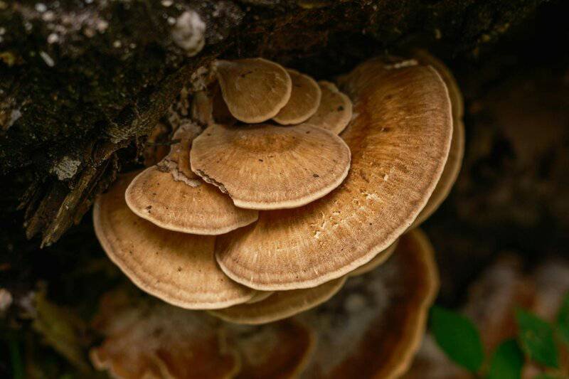 24 Secret Underground Networks Where Plants and Fungi Make Deals