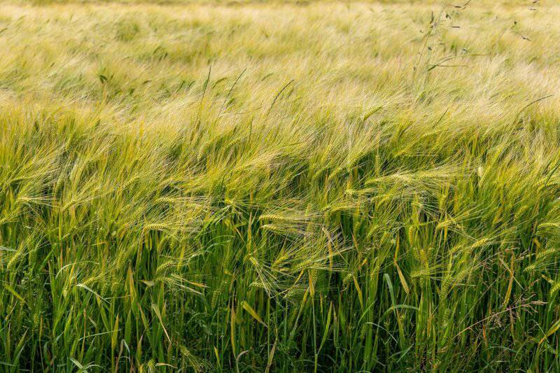 5 Surprising Ways Plants Taste Their World (Plus 22 Species That Do It Best)