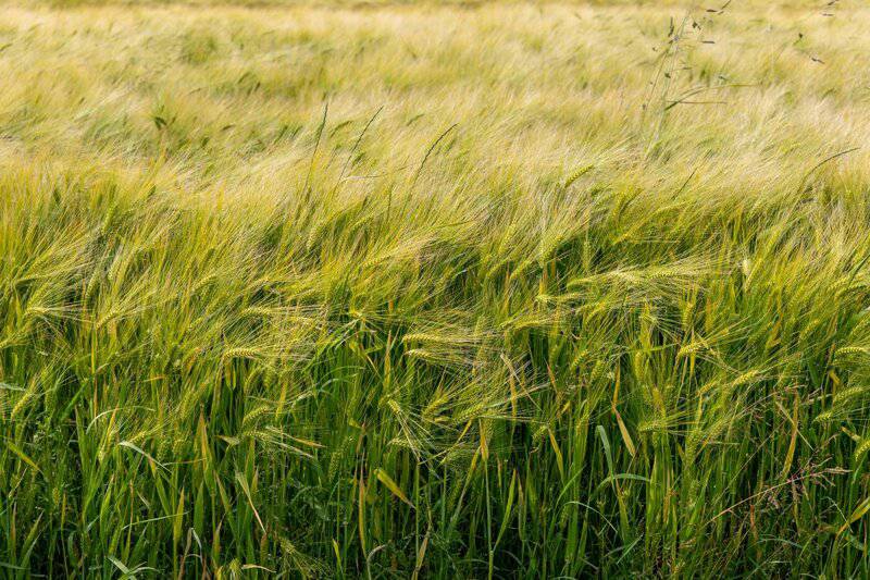 25 Plants That Literally Talk to Each Other (And How They Do It)