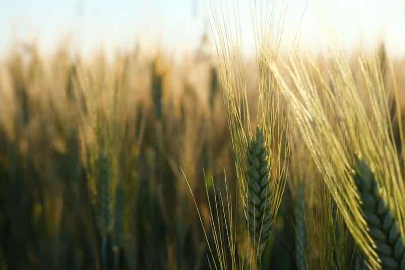 7 Fascinating Ways Plants Smell Danger (Plus 18 Species With the Best Noses)