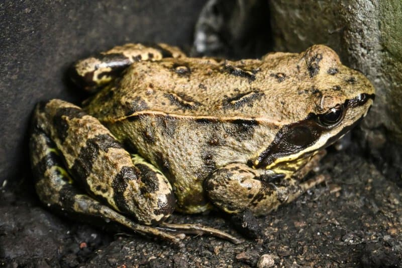 34 Animals That Sleep in the Weirdest Ways