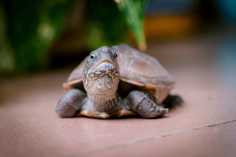 25 Incredibly Cute Miniature Animals You Can Actually Keep as Pets