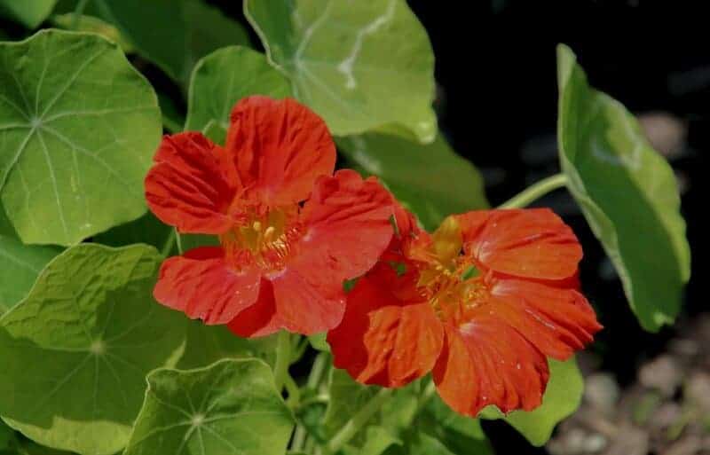 25 Plants That Can Survive a Zombie Apocalypse