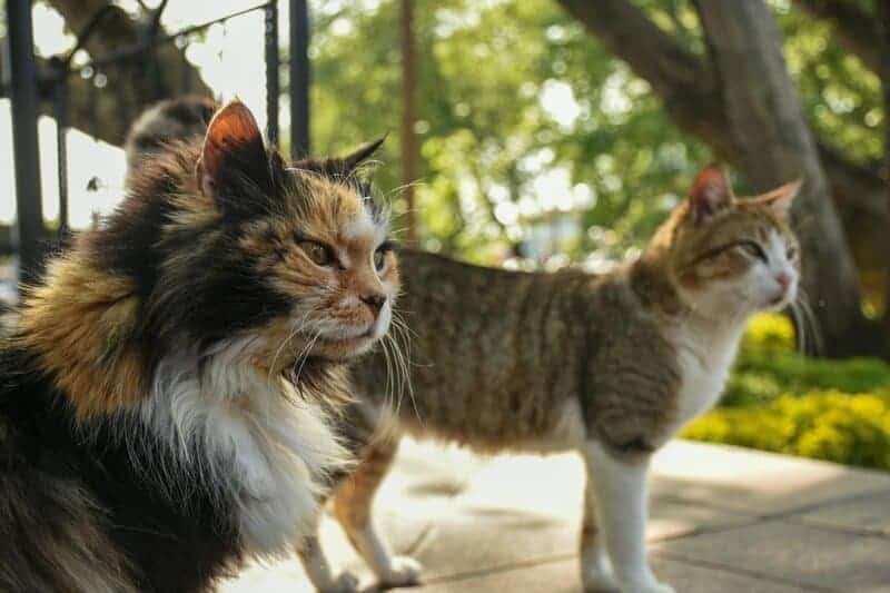 Adopting a Senior Cat: Why Older Pets Might Be the Perfect Addition to Your Home