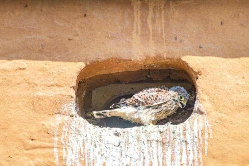 29 Species That Are Thriving Because of Human Activity (Not All News Is Bad)