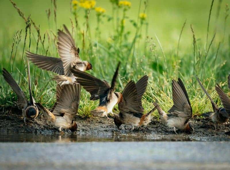 32 Animals That Have Completely Adapted to Climate Change (While Others Go Extinct)