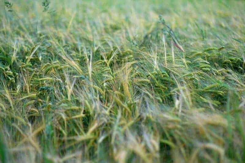 5 Surprising Ways Plants Taste Their World (Plus 22 Species That Do It Best)