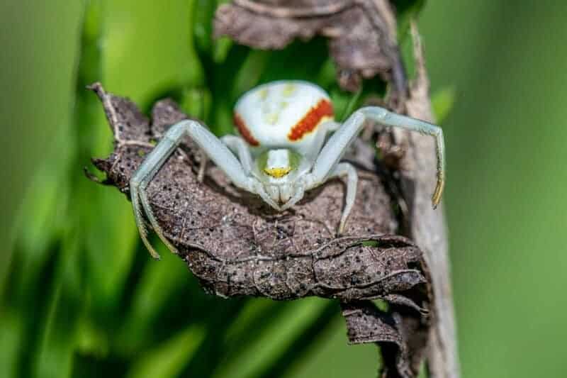 The most brutal hunters on Earth aren&#8217;t what you think: 21 predator strategies that redefine deadly