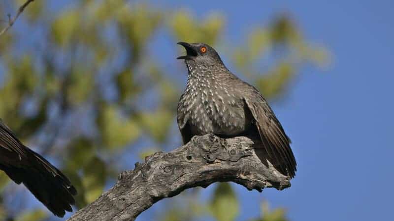 Animals have been talking this whole time—here are 24 species whose conversations will blow your mind