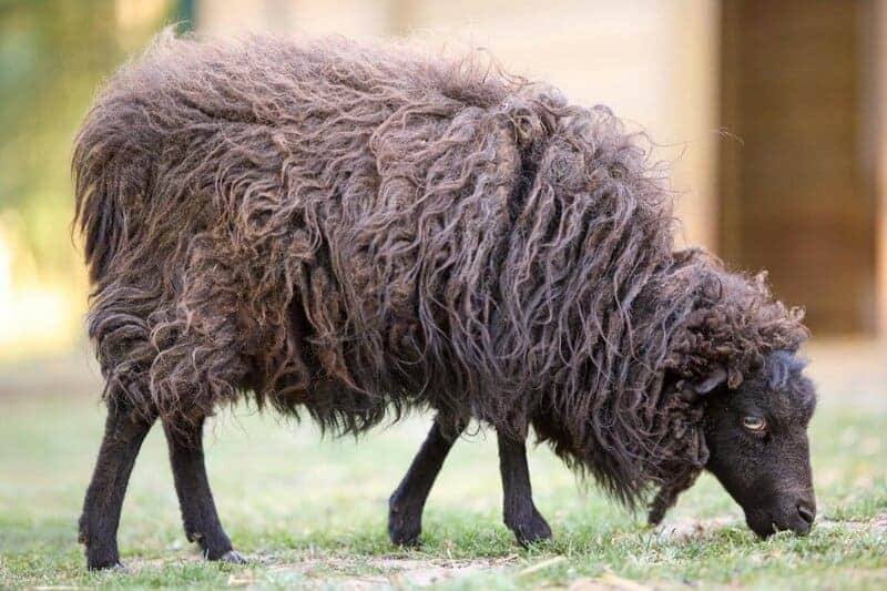 I track antibiotic resistance: The 5 bacteria that are winning the war against medicine