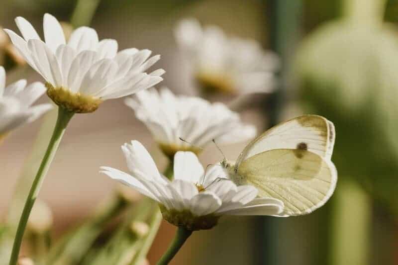 20 Animal Facts That Sound Fake—But Are Totally True