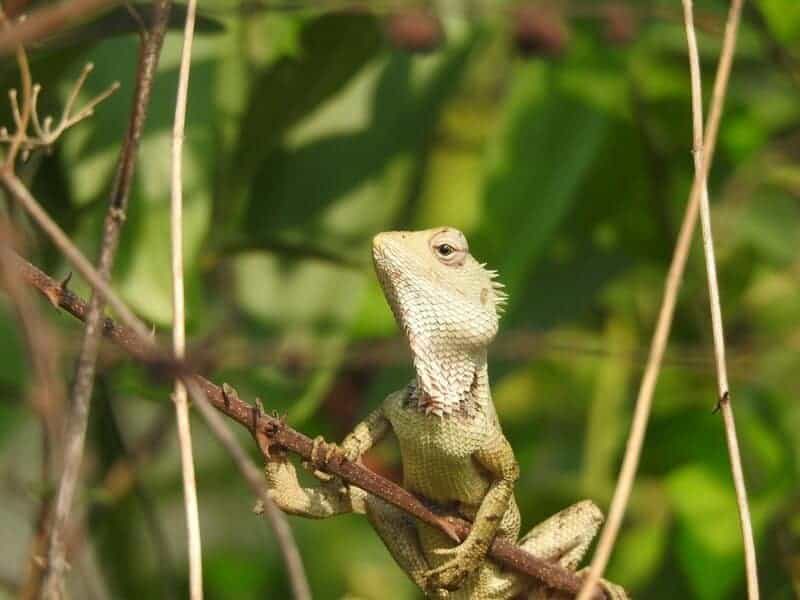Why Some Animals Age Backwards and Get Younger Every Year