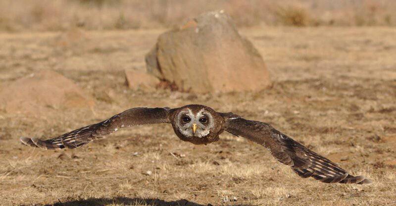 I Followed Migrating Birds for 3 Years: 24 Mind-Blowing Navigation Secrets They Use