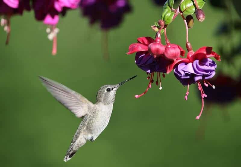 Wings of Wonder: Engineering Marvels in the Bird Kingdom