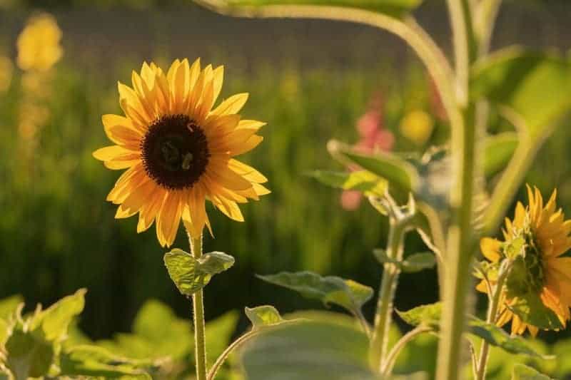 Why Honeybees Vote on Where to Build Their New Home (And It&#8217;s More Democratic Than Human Elections)