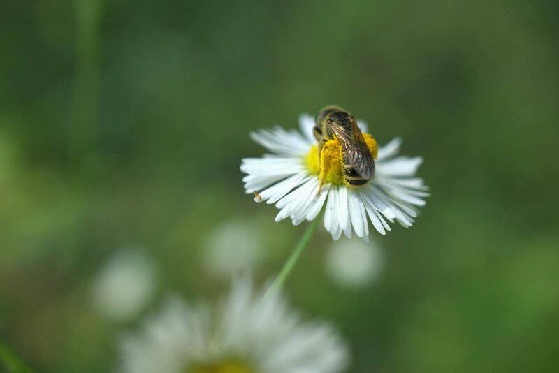 Why Honeybees Vote on Where to Build Their New Home (And It&#8217;s More Democratic Than Human Elections)