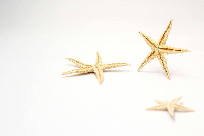 Why Some Animals Age Backwards and Get Younger Every Year