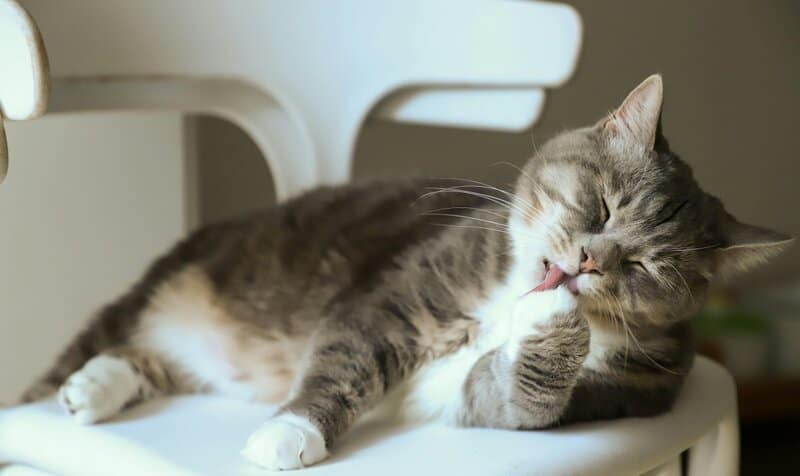 The Cat Owner&#8217;s Dilemma: 25 &#8220;Normal&#8221; Behaviors That Actually Signal Problems