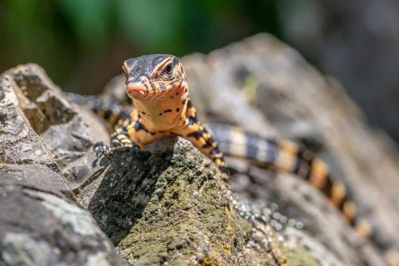 29 Animals That Can Regrow Lost Body Parts Throughout Their Lives