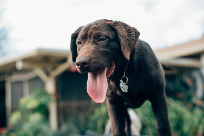 Is Your Dog Trying to Tell You Something? 32 Behaviors and What They Really Mean
