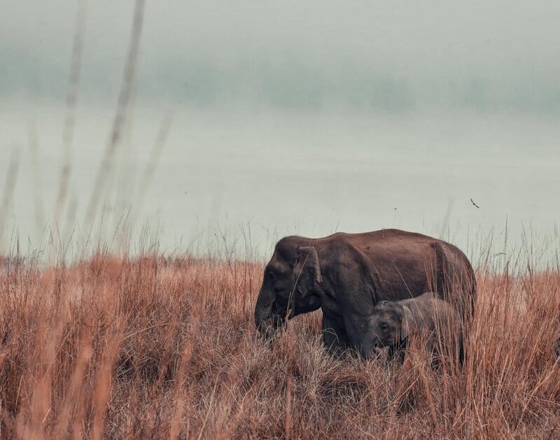 15 Animal Behaviors That Are Surprisingly Scientific