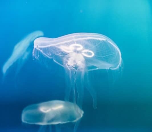 The Most Venomous Animals in the World
