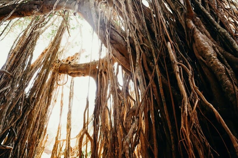 25 Plants That Literally Talk to Each Other (And How They Do It)