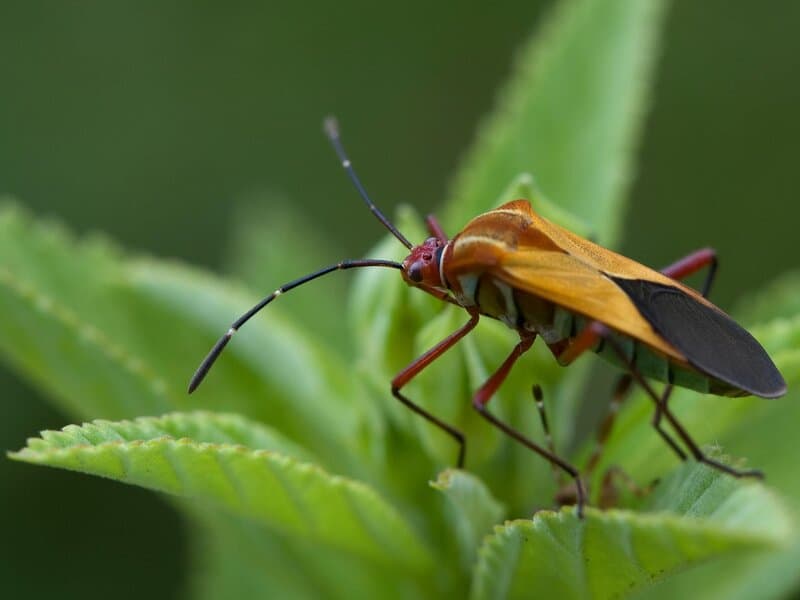 The Amazing World of Insects: 33 Shocking Truths About the World&#8217;s Most Abundant Animals