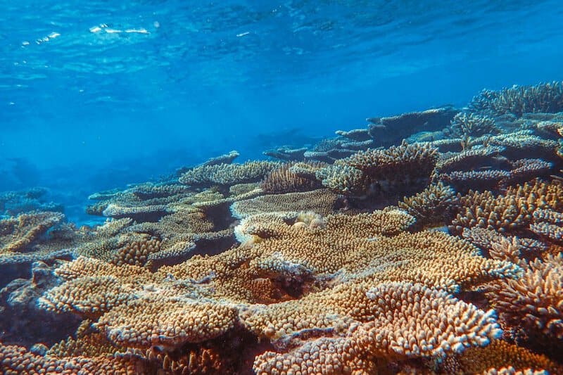 The Great Barrier Reef’s Chemical Conversations: How Coral, Fish, and Algae Talk Underwater