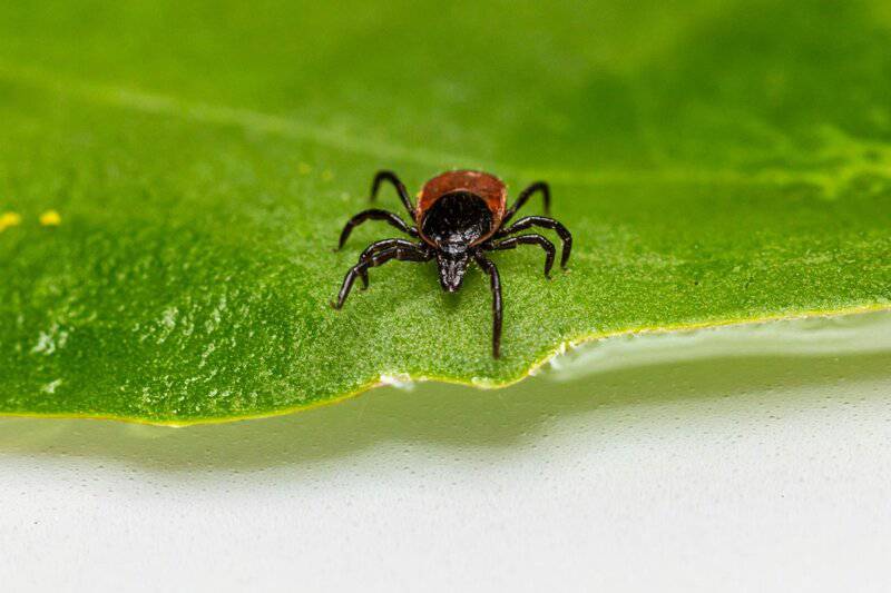 Shocking Discovery: Multiple Tick Species Can Trigger Deadly Red Meat Allergy — 25 Critical Facts That Could Save Your Life