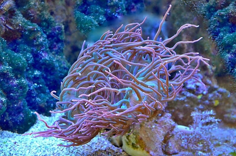 29 Animals That Can Regrow Lost Body Parts Throughout Their Lives