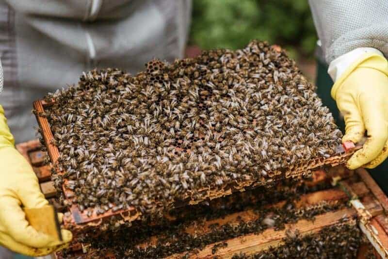 Why Honeybees Vote on Where to Build Their New Home (And It&#8217;s More Democratic Than Human Elections)