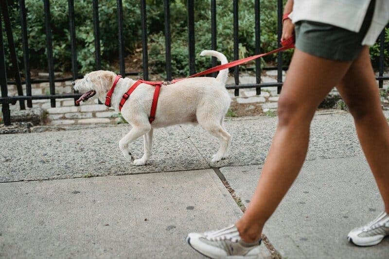 The Ultimate Guide to Pet Safety: Must-Have Gadgets for Modern Dog Owners