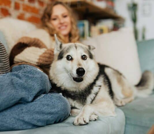 11 Low-Maintenance Dog Breeds of All Sizes for First Time Pet Parents