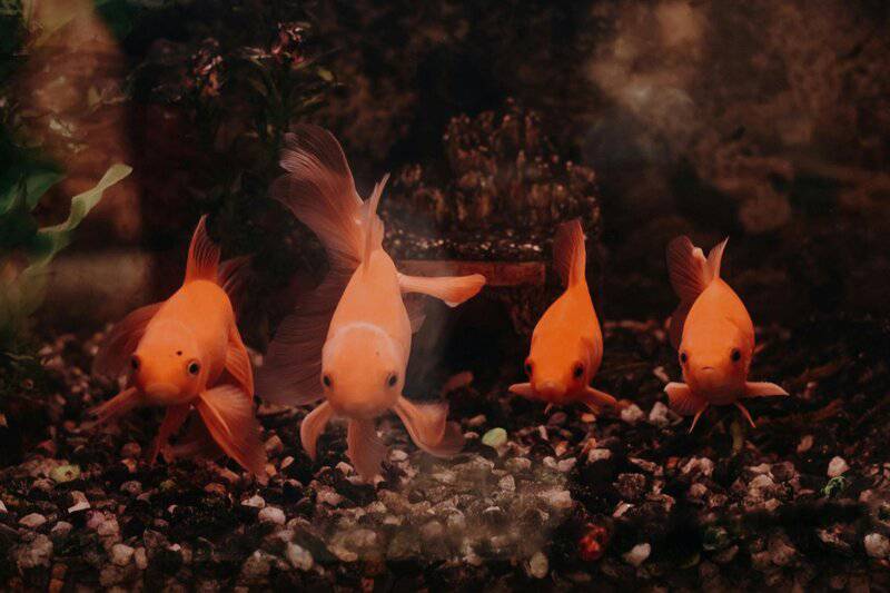 Animal Intelligence Will Blow Your Mind — 34 Incredible Facts About How Smart Pets Really Are