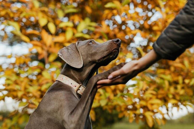 Is Your Dog Trying to Tell You Something? 32 Behaviors and What They Really Mean