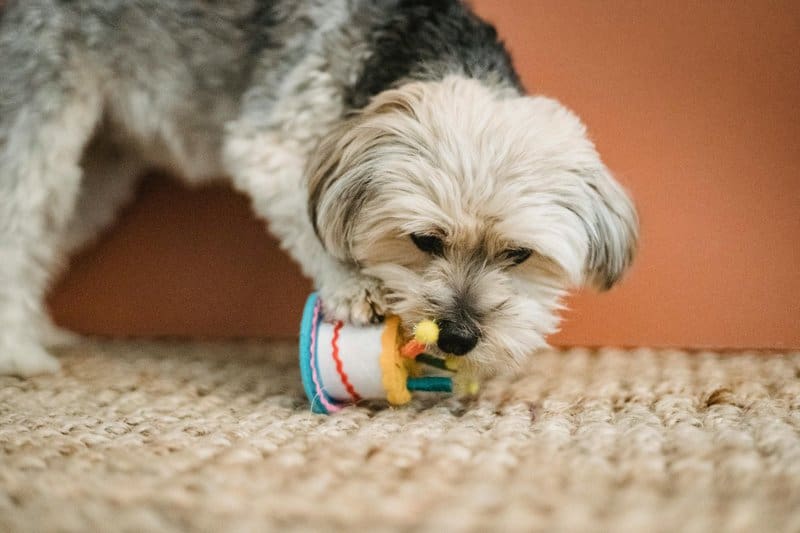 Why Vets Cringe at These 29 Popular Pet Products