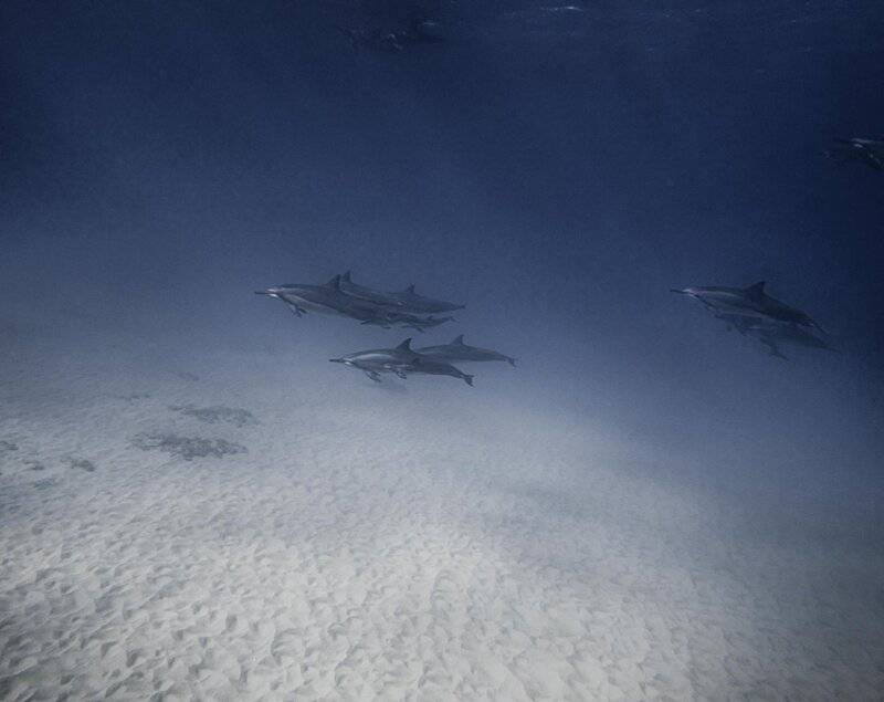 24 Animals That Are Better at Teamwork Than Most Humans